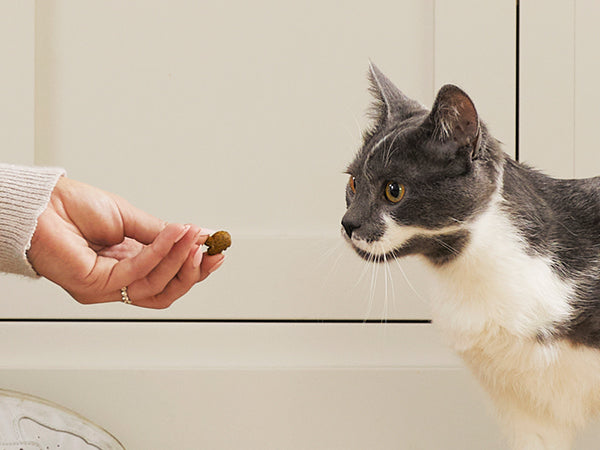 2025's Top Diet Cat Treats: Why Chef Kitty Reigns Supreme